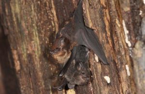 Mother bats use baby talk to communicate with their pups