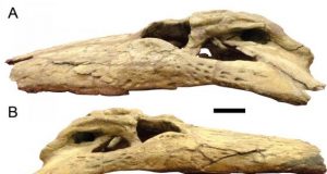 New study confirms the power of Deinosuchus and its teeth the size of bananas 1