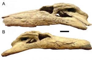 New study confirms the power of Deinosuchus and its teeth the size of bananas 1