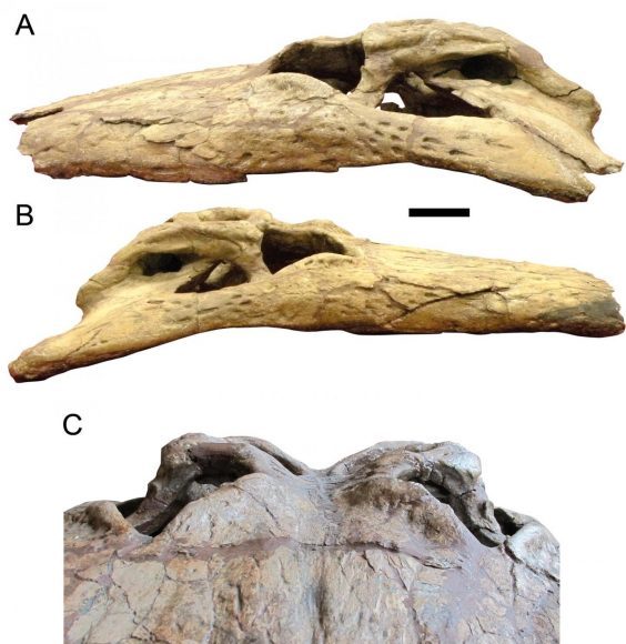 New study confirms the power of Deinosuchus and its 'teeth the size of ...