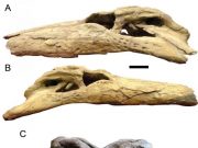 New study confirms the power of Deinosuchus and its teeth the size of bananas