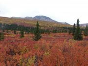 North American cold climate forests are already absorbing less carbon study shows