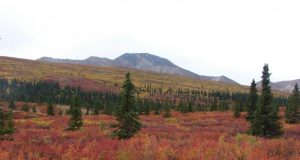 North American cold climate forests are already absorbing less carbon study shows