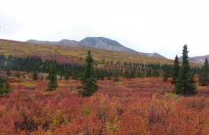 North American cold climate forests are already absorbing less carbon study shows