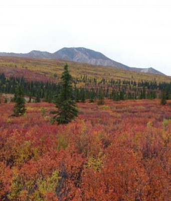 North American cold climate forests are already absorbing less carbon study shows