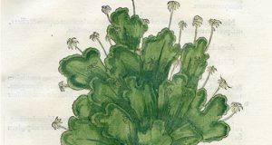 Novel hormone discovery provides new insight into the evolution of plant structur