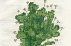 Novel hormone discovery provides new insight into the evolution of plant structur