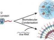 Researchers identify a protein that may help SARS CoV 2 spread rapidly through cells