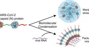 Researchers identify a protein that may help SARS CoV 2 spread rapidly through cells