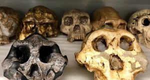 Researchers use fossilized teeth to reveal dietary shifts in ancient herbivores and hominins