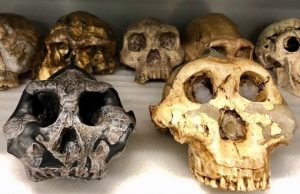 Researchers use fossilized teeth to reveal dietary shifts in ancient herbivores and hominins