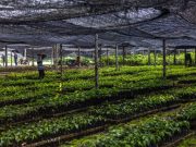 Restoring degraded tropical forests generates big carbon gains