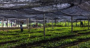 Restoring degraded tropical forests generates big carbon gains