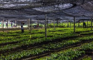 Restoring degraded tropical forests generates big carbon gains