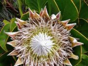 Scientists discover secret behind Earths biodiversity hotspots