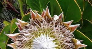 Scientists discover secret behind Earths biodiversity hotspots