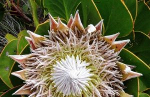 Scientists discover secret behind Earths biodiversity hotspots