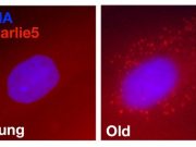 Study finds clues to aging in junk DNA