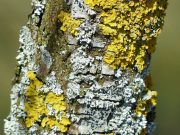 Study reveals how lichens stayed together split up swapped partners and changed form over 250 million years
