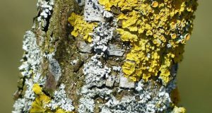 Study reveals how lichens stayed together split up swapped partners and changed form over 250 million years