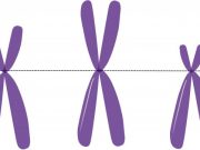 Study reveals how two sex chromosomes communicate during female embryo development