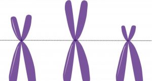 Study reveals how two sex chromosomes communicate during female embryo development