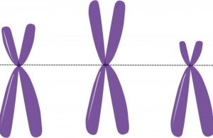 Study reveals how two sex chromosomes communicate during female embryo development