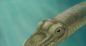 Super long necked reptiles lived in the ocean not on land