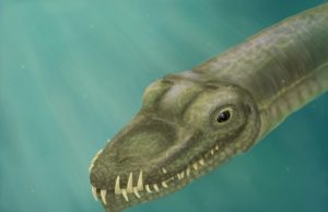 Super long necked reptiles lived in the ocean not on land