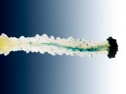 Team discovers a new role for a well known molecule as a plant hormone