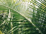 The tropics are expanding and climate change is the primary culprit
