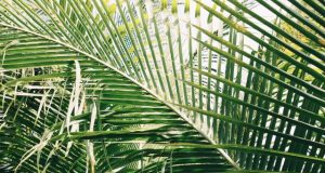 The tropics are expanding and climate change is the primary culprit