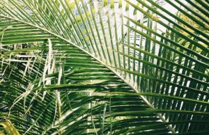 The tropics are expanding and climate change is the primary culprit
