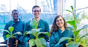 Third breakthrough demonstrates photosynthetic hacks can boost yield conserve water