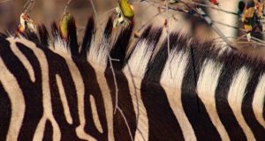 Zebra stripes and their role in dazzling flies
