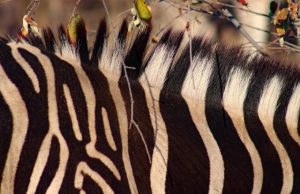 Zebra stripes and their role in dazzling flies