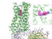 A scientific first How psychedelics bind to key brain cell receptor