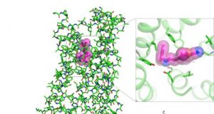 A scientific first How psychedelics bind to key brain cell receptor