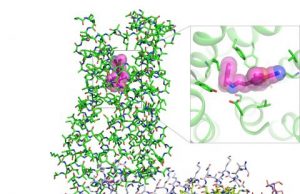 A scientific first How psychedelics bind to key brain cell receptor