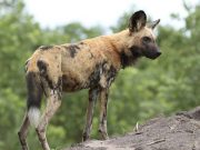 African wild dogs have vestigial first digit and muscular adaptations for life on the run