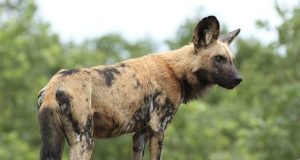 African wild dogs have vestigial first digit and muscular adaptations for life on the run