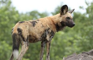 African wild dogs have vestigial first digit and muscular adaptations for life on the run