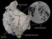 Ancient bony fish forces rethink of how sharks evolved