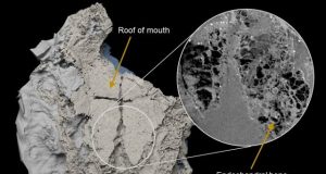 Ancient bony fish forces rethink of how sharks evolved