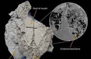 Ancient bony fish forces rethink of how sharks evolved