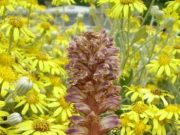 Botanists unearth new ‘vampire plant’ in UK carpark Botanists unearth new vampire plant in UK carpark