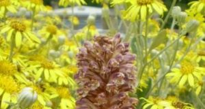 Botanists unearth new vampire plant in UK carpark