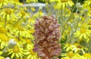 Botanists unearth new vampire plant in UK carpark