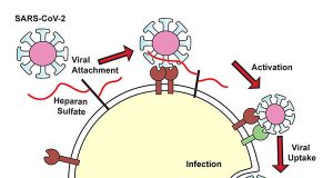 COVID 19 virus uses heparan sulfate to get inside cells