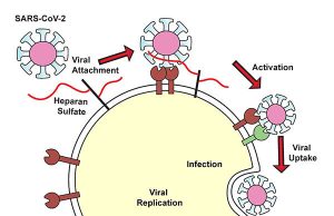 COVID 19 virus uses heparan sulfate to get inside cells